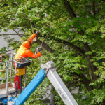 Tree Surgery