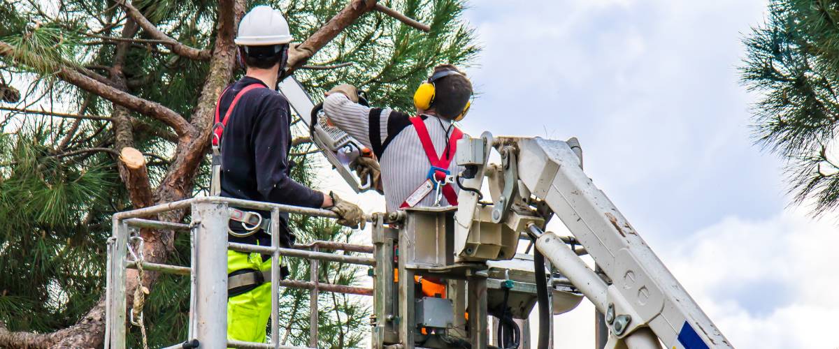 Commercial tree services