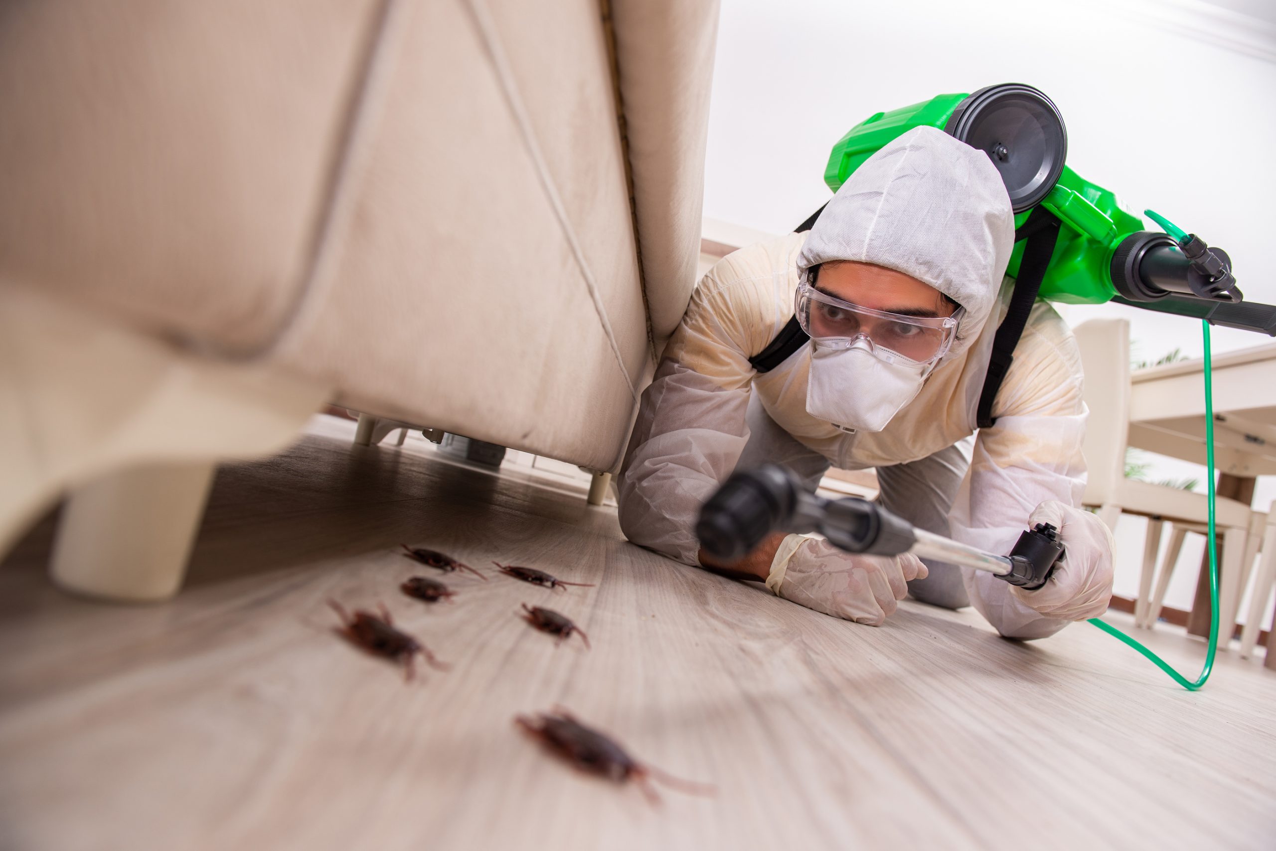 Pest Inspections