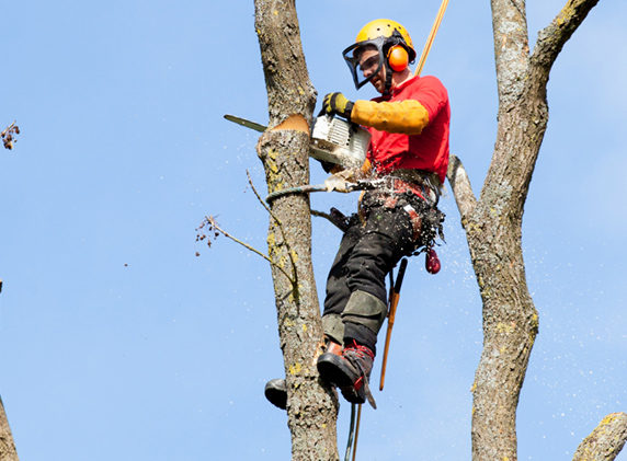 Emergency tree removal Indianapolis