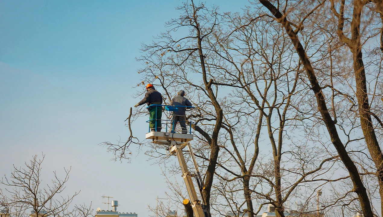 Tree Services